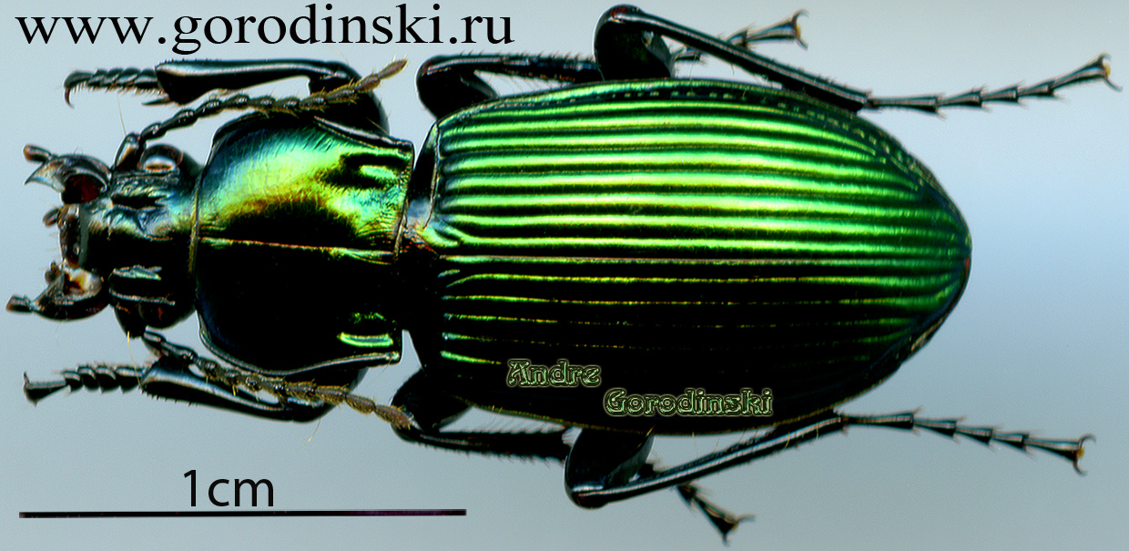 http://www.gorodinski.ru/carabidae/Trigonognatha cf. robustus.jpg